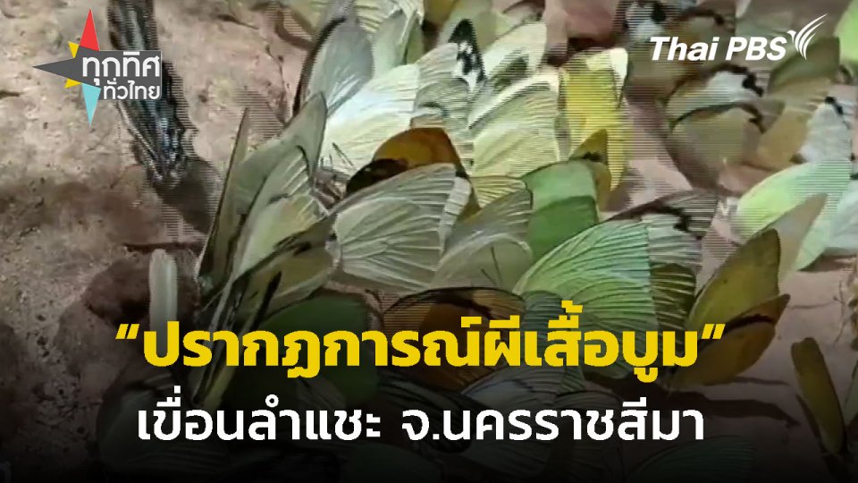 "ปรากฏการณ์ผีเสื้อบูม" เขื่อนลำแชะ จ.นครราชสีมา