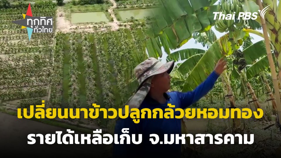 เปลี่ยนนาข้าวปลูกกล้วยหอมทอง จ.มหาสารคาม