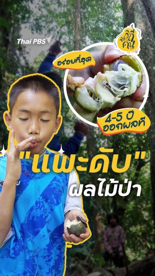 แพะดับ ผลไม้ป่า