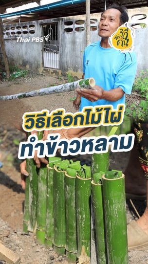 วิธีเลือกไม้ไผ่ทำข้าวหลาม