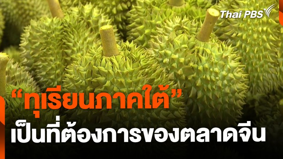 "ทุเรียนภาคใต้" ผลผลิตดี เป็นที่ต้องการตลาดจีน