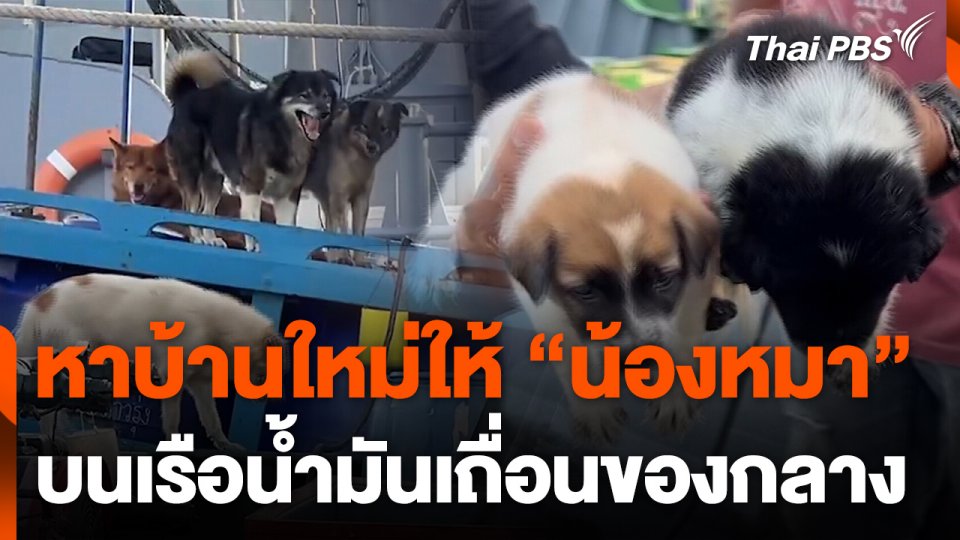 เตรียมหาบ้านใหม่ให้น้องหมาบนเรือน้ำมันเถื่อน