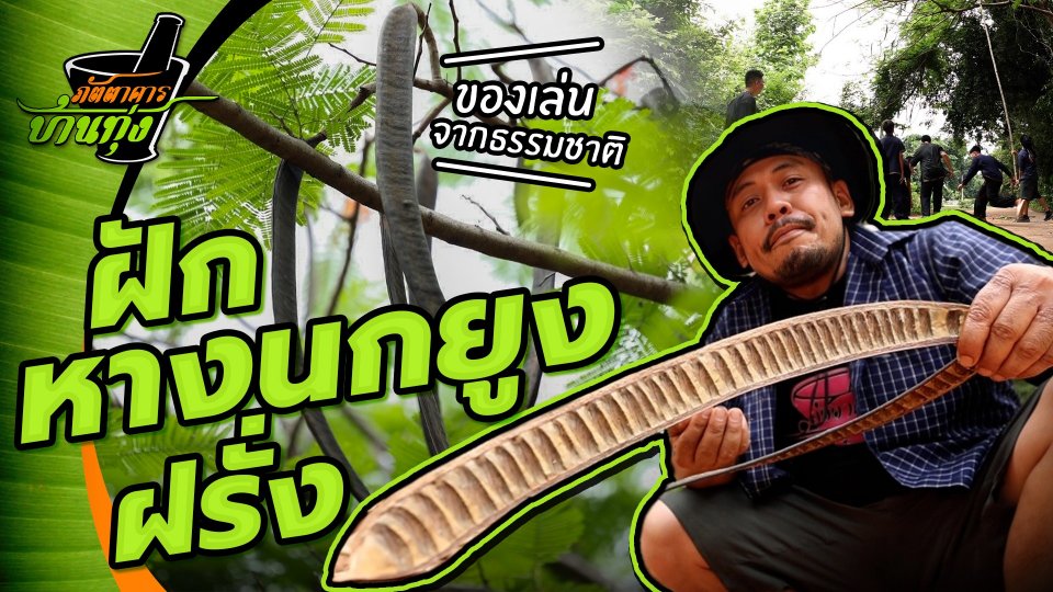คลิปบ้านทุ่ง : ของเล่นจากธรรมชาติ ฝักหางนกยูงฝรั่ง