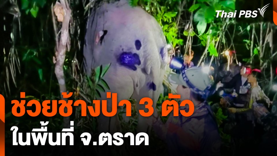 ช่วยเหลือช้างป่า 3 ตัว ในพื้นที่ จ.ตราด