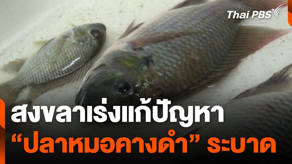 สงขลาเร่งแก้ปัญหา "ปลาหมอคางดำ" ระบาด