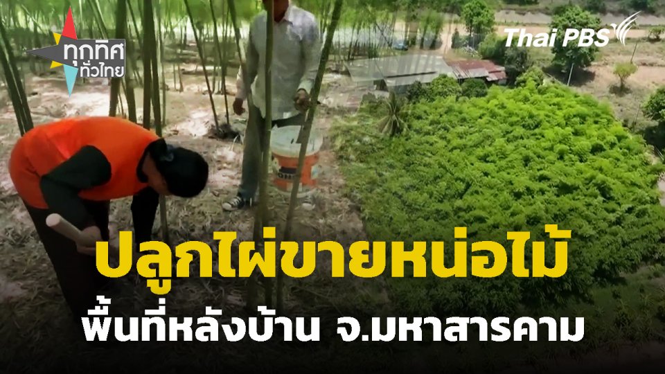 ปลูกไผ่ขายหน่อไม้พื้นที่หลังบ้าน จ.มหาสารคาม