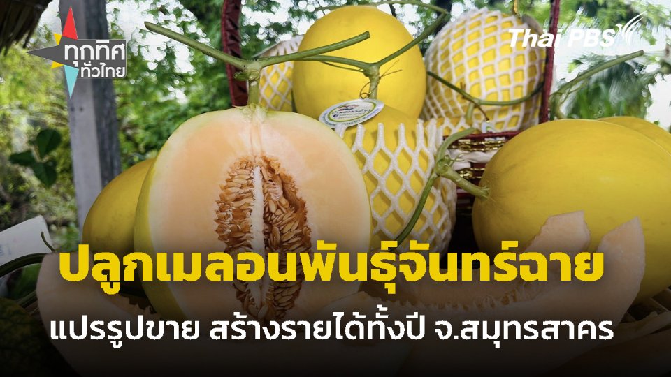 ปลูกเมลอนพันธุ์จันทร์ฉาย ขายดี จ.สมุทรสาคร