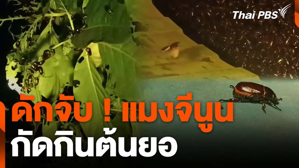 ดักจับ ! แมงจีนูน กัดกินต้นยอ