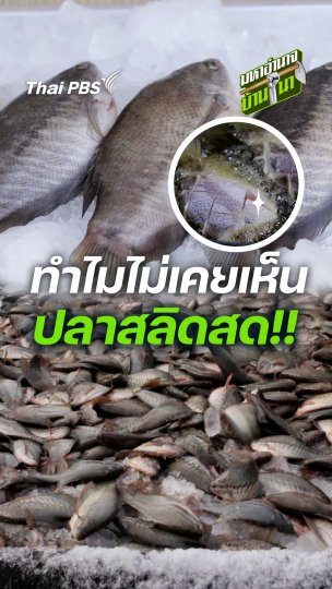 ทำไมไม่เคยเห็นปลาสลิดสด