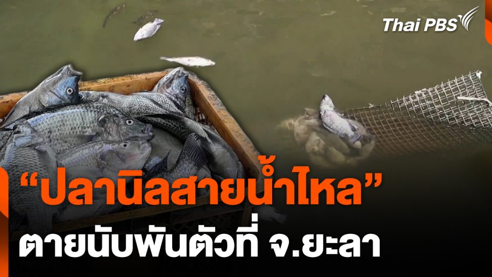 "ปลานิลสายน้ำไหล" ตายนับพันตัวที่ จ.ยะลา