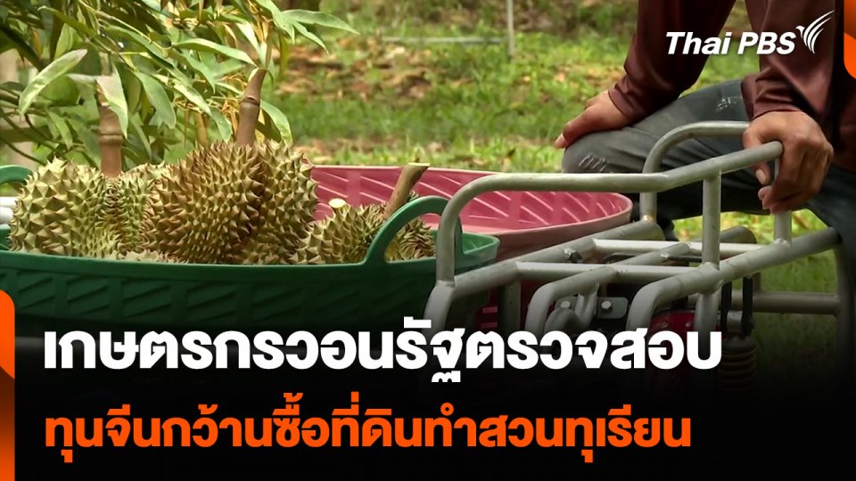 เกษตรกรวอนรัฐตรวจสอบ ทุนจีนกว้านซื้อที่ดินทำสวนทุเรียน