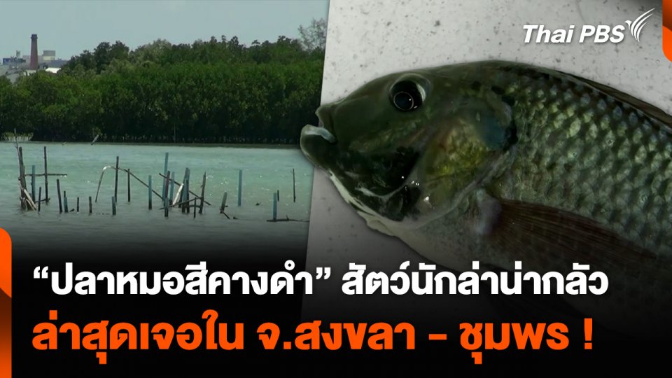 “ปลาหมอสีคางดำ” สัตว์นักล่าน่ากลัว ล่าสุดเจอใน จ.สงขลา - ชุมพร !