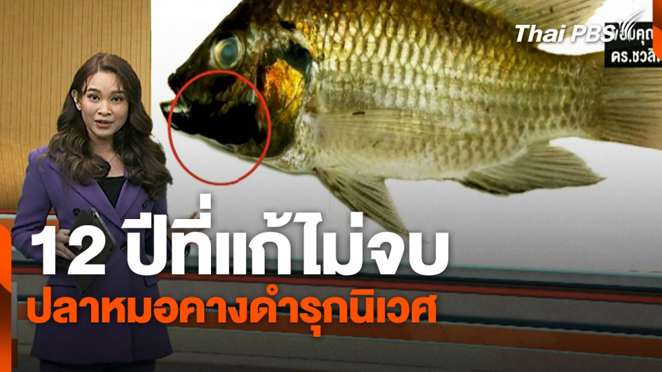 ข่าวค่ำมิติใหม่ (5 ก.ค. 67) : 12 ปีที่แก้ไม่จบ ปลาหมอคางดำรุกนิเวศ