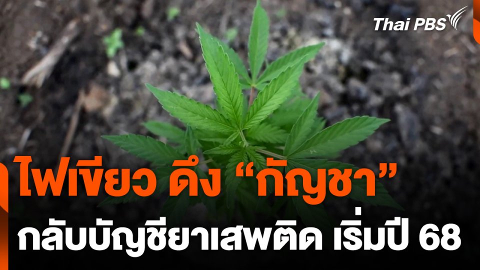 ไฟเขียวดึง "กัญชา" กลับบัญชียาเสพติด บังคับใช้ ม.ค. 68