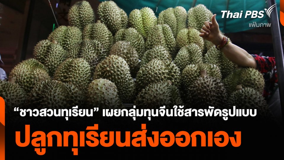 “ชาวสวนทุเรียน” เผยกลุ่มทุนจีนใช้สารพัดรูปแบบ ปลูกทุเรียนส่งออกเอง