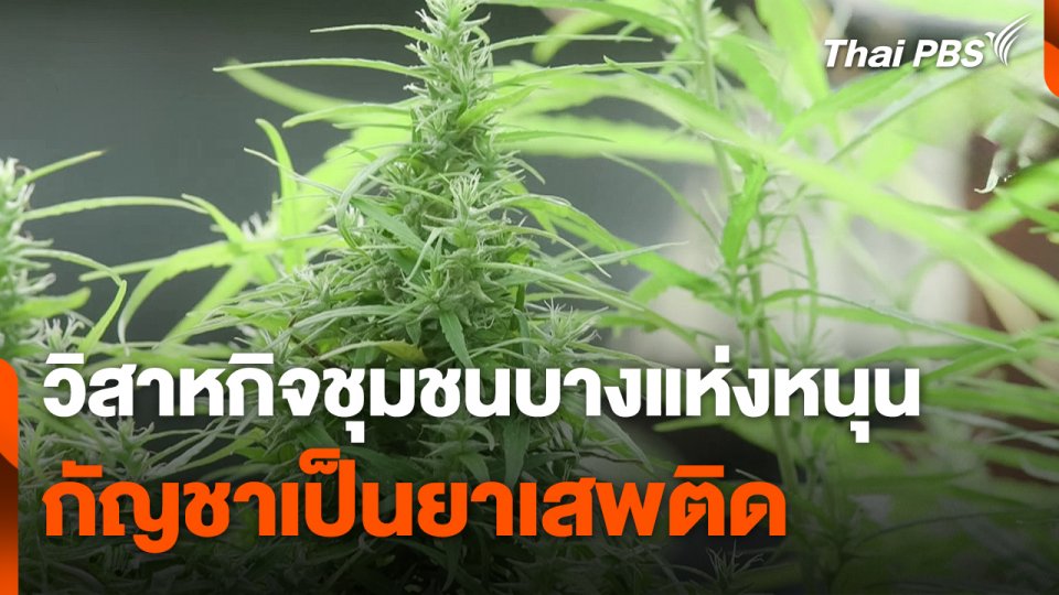 วิสาหกิจชุมชนบางแห่งหนุน "กัญชา" เป็นยาเสพติด