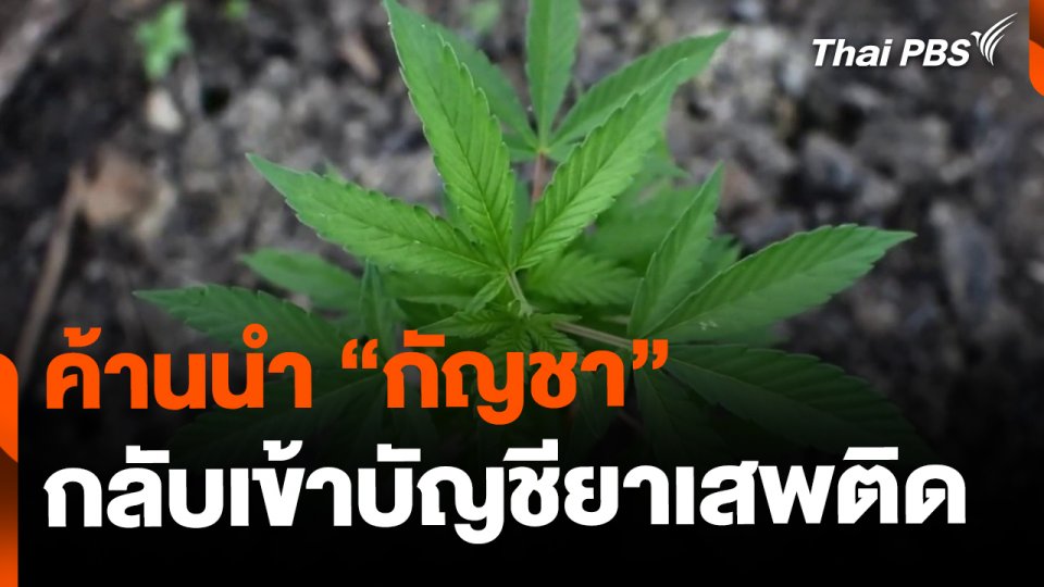 องค์กรเครือข่าย ค้านนำ "กัญชา" เป็นยาเสพติดประเภท 5