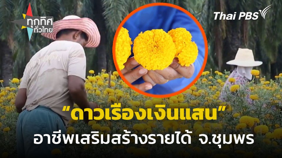 ปลูกดาวเรืองรับเงินแสน จ.ชุมพร