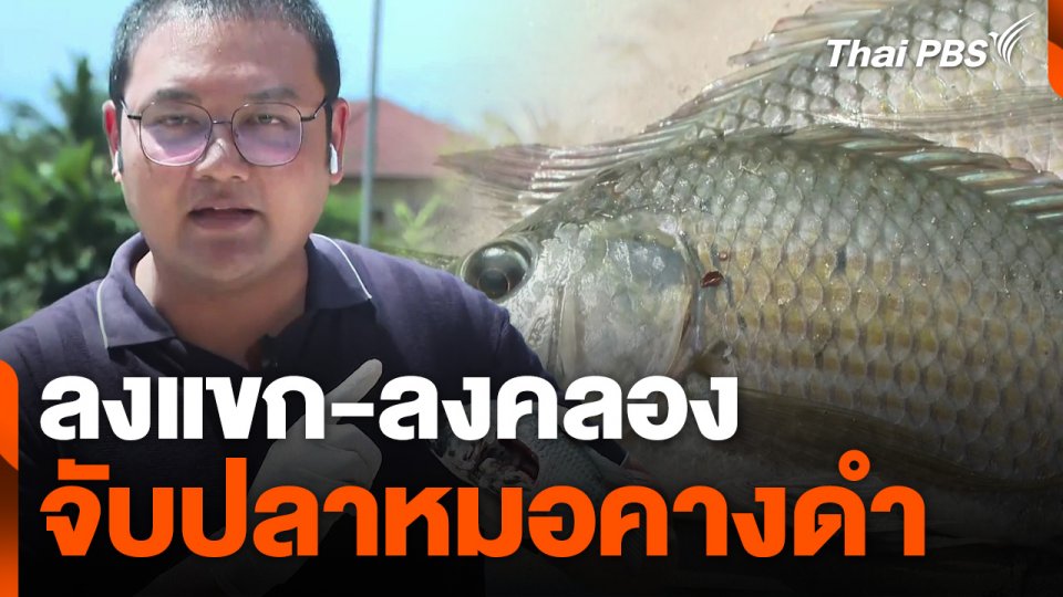 ลงแขก-ลงคลอง จับปลาหมอคางดำ