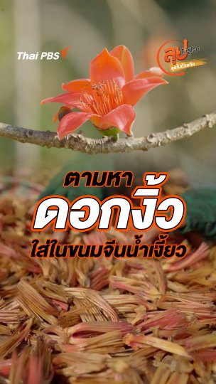 ตามหา "ดอกงิ้ว" ใส่ในขนมจีนน้ำเงี้ยว