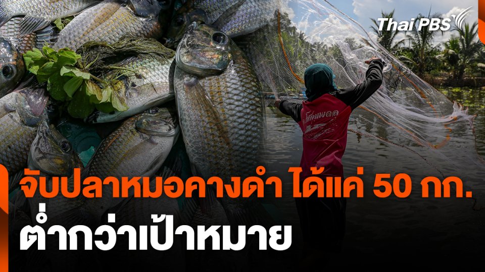 จับปลาหมอคางดำ ได้แค่ 50 กก. ต่ำกว่าเป้าหมาย