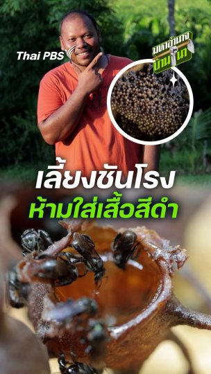 เลี้ยงชันโรง ห้ามใส่เสื้อสีดำ