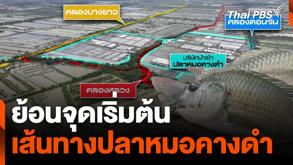 ย้อนจุดเริ่มต้น เส้นทาง "ปลาหมอคางดำ"