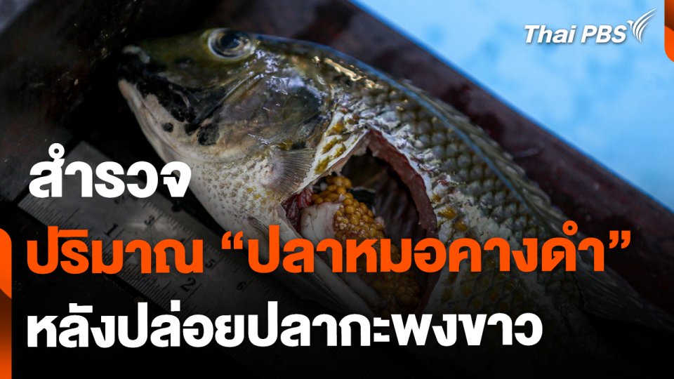 สำรวจปริมาณปลาหมอคางดำ หลังปล่อยปลากะพงขาว