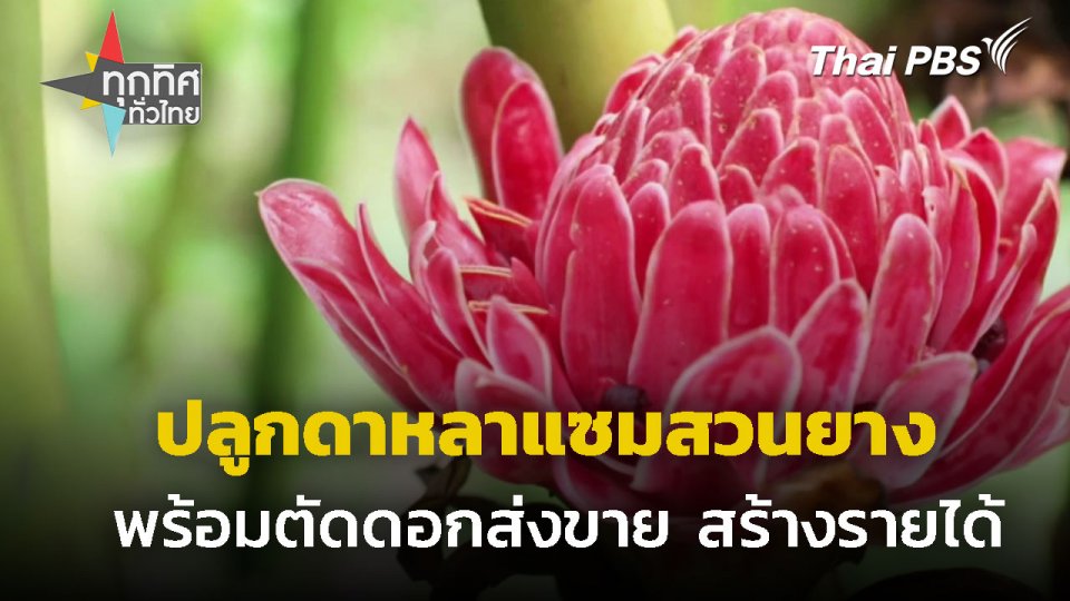 ปลูกดาหลาแซมสวนยางสร้างรายได้ จ.พัทลุง