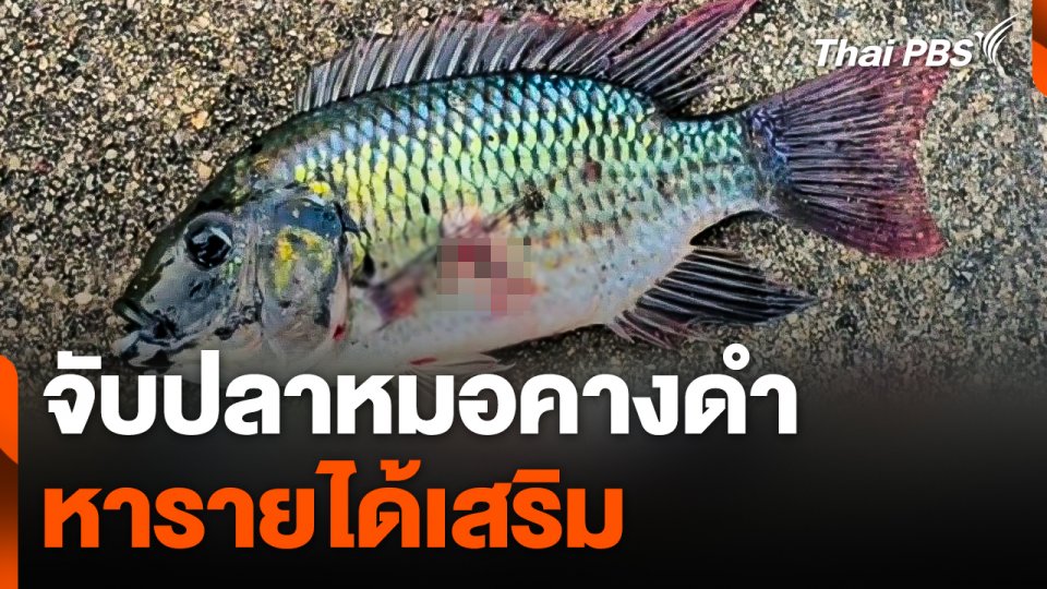 จับ "ปลาหมอคางดำ" หารายได้เสริม