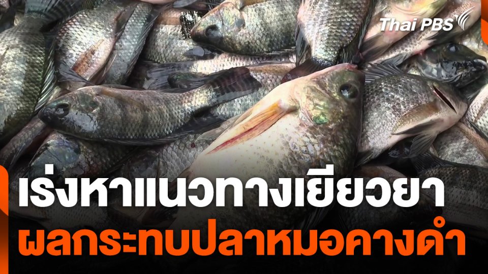 เร่งเยียวยาผลกระทบปลาหมอคางดำ