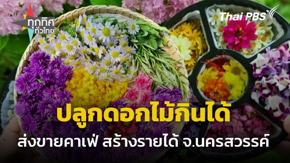 ปลูกดอกไม้กินได้ ส่งขายคาเฟ่ สร้างรายได้ จ.นครสวรรค์