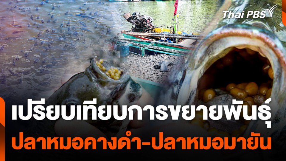 เปรียบเทียบการขยายพันธุ์ "ปลาหมอคางดำ-ปลาหมอมายัน"