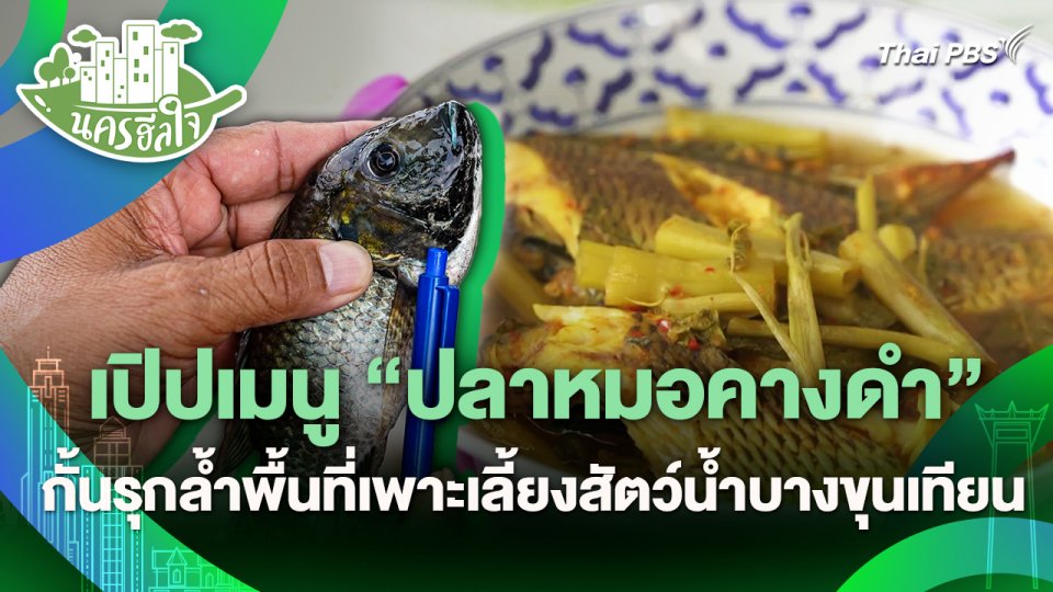 นครฮีลใจ : เปิปเมนู "ปลาหมอคางดำ" กั้นรุกล้ำพื้นที่เพาะเลี้ยงสัตว์น้ำบางขุนเทียน