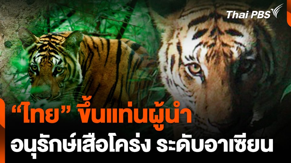 "ไทย" ก้าวหน้าด้านการอนุรักษ์เสือโคร่ง