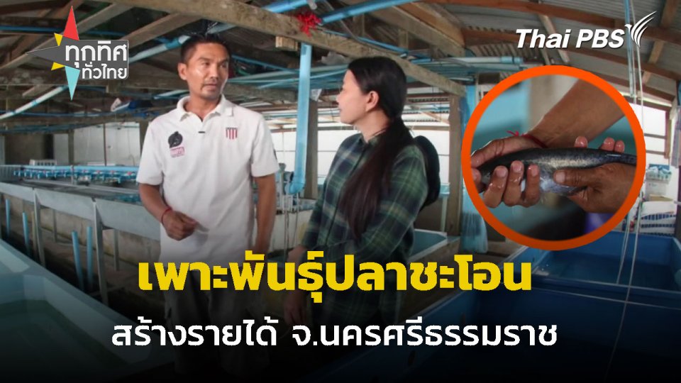 เพาะพันธุ์ปลาชะโอน สร้างรายได้ จ.นครศรีธรรมราช