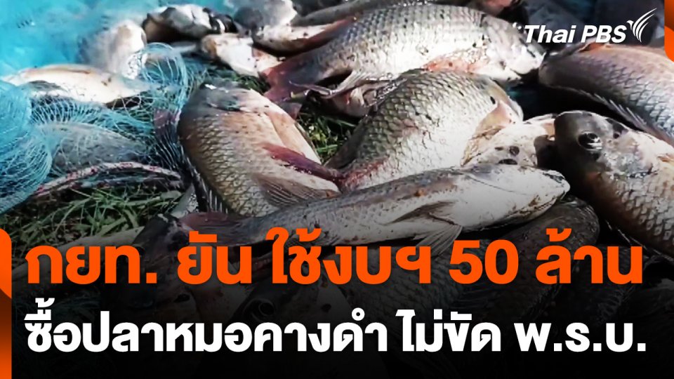 กยท. ยัน ใช้งบฯ 50 ล้าน ซื้อปลาหมอคางดำ ไม่ขัด พ.ร.บ.การยางฯ