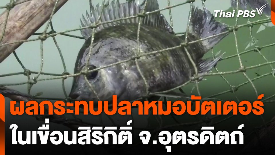 ผลกระทบปลาหมอบัตเตอร์ในเขื่อนสิริกิติ์ จ.อุตรดิตถ์
