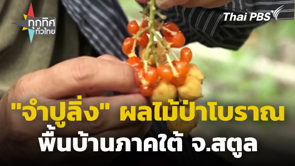 "จำปูลิ่ง" ผลไม้ป่าโบราณพื้นบ้านภาคใต้ จ.สตูล
