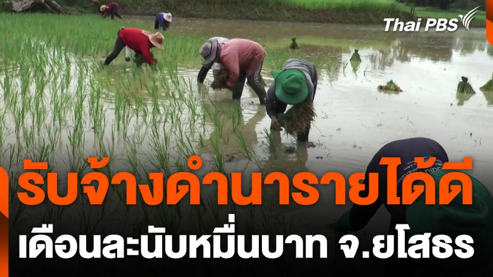 จ.ยโสธร รวมกลุ่มรับจ้างดำนาสร้างรายได้เดือนละนับหมื่นบาท