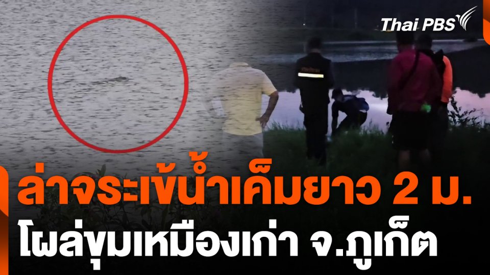 ล่าจระเข้น้ำเค็มยาว 2 ม. โผล่ขุมเหมืองเก่าภูเก็ต