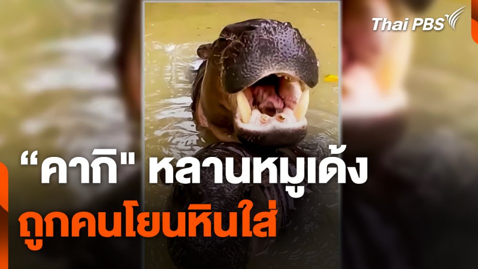 "คากิ" หลานหมูเด้ง ถูกคนโยนหินใส่