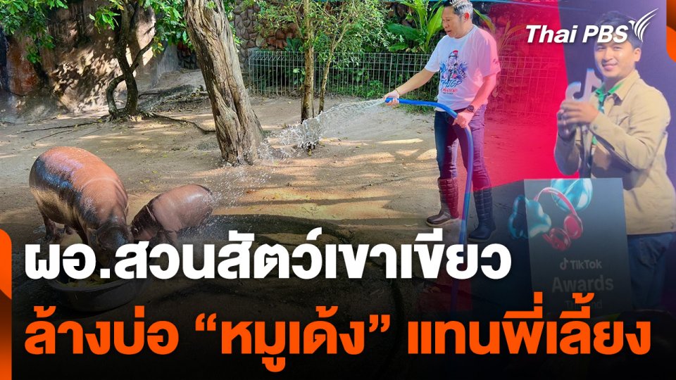 ผอ.สวนสัตว์เขาเขียวล้างบ่อ "หมูเด้ง" แทนพี่เลี้ยง