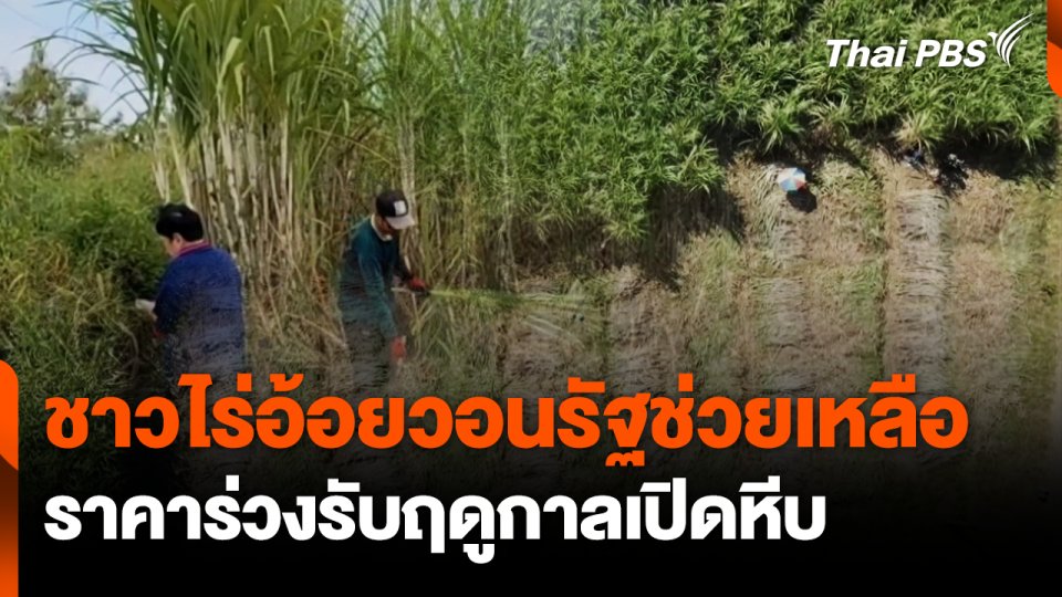 อ้อยราคาร่วงรับฤดูกาลเปิดหีบ-วอนรัฐช่วยเหลือ