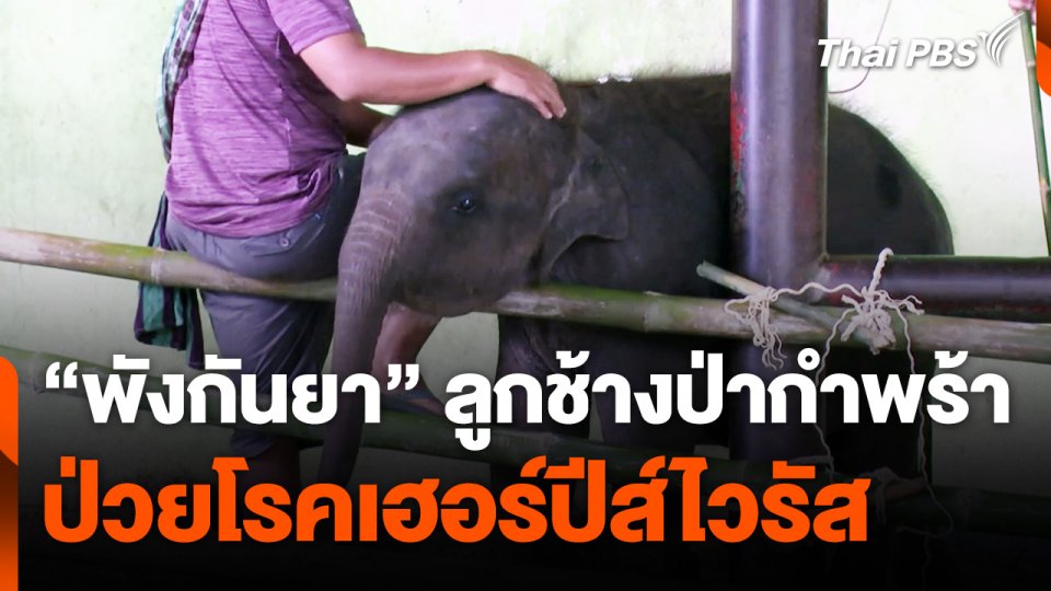 เร่งรักษา "พังกันยา" ลูกช้างป่าป่วยโรคเฮอร์ปีส์ไวรัส