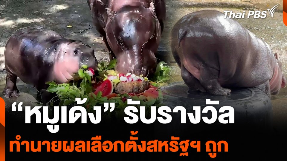“หมูเด้ง” รับรางวัลทำนายผลเลือกตั้งสหรัฐฯ ถูก เปิดผลไม้ที่ชอบกิน