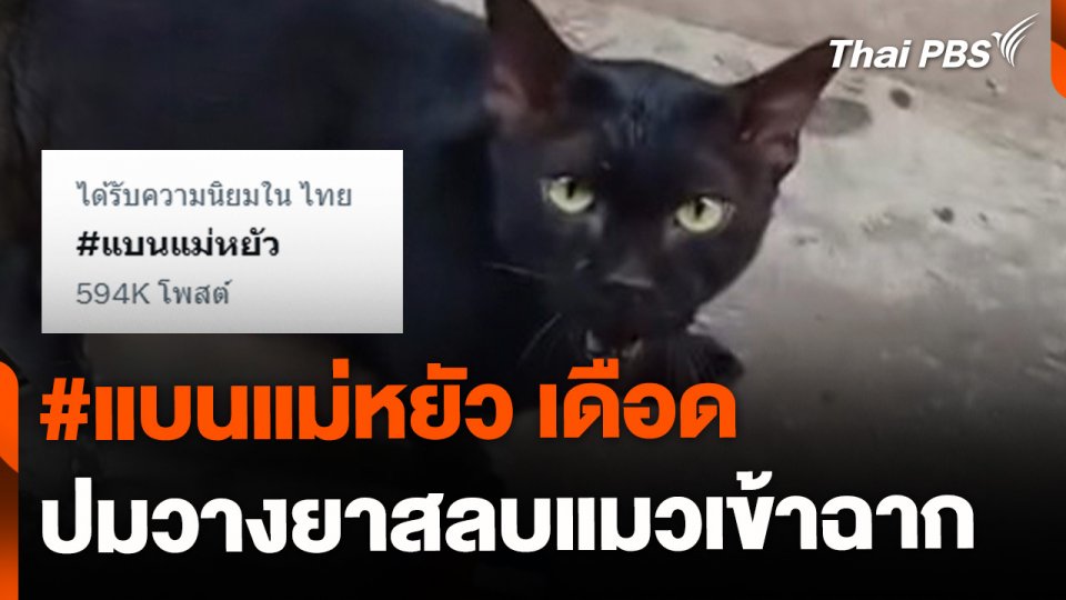 แฮชแท็ก "แบนแม่หยัว" เดือดปมวางยาสลบแมวเข้าฉาก