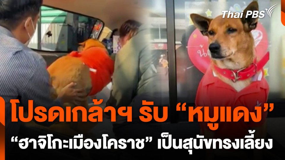 โปรดเกล้าฯ รับ "หมูแดง" เป็นสุนัขทรงเลี้ยง