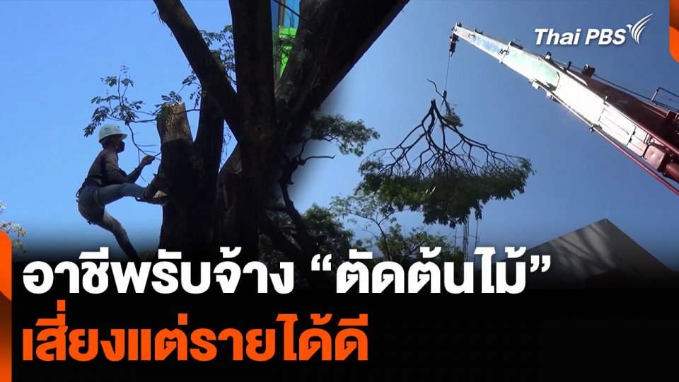 อาชีพรับจ้าง “ตัดต้นไม้” เสี่ยงแต่รายได้ดี
