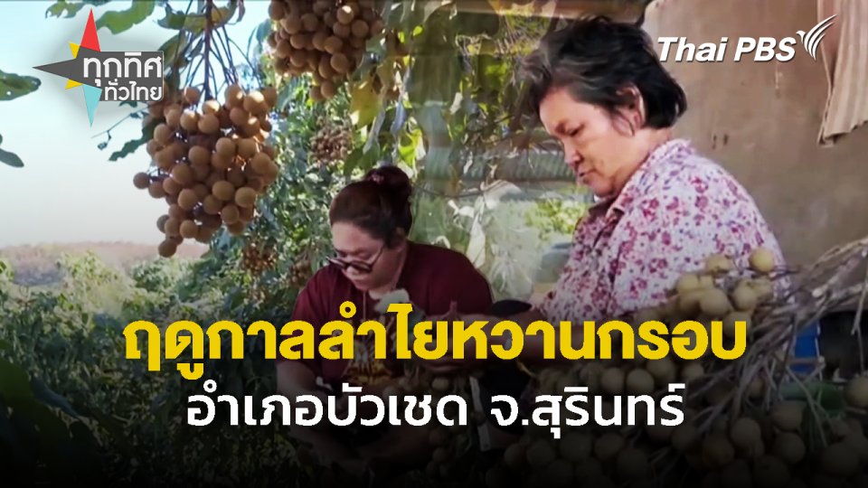 ฤดูกาลลำไยหวานกรอบ อำเภอบัวเชด จ.สุรินทร์